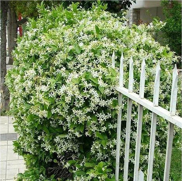 🏆55K+ SOLD! 🌿 Midnight Perfume Jasmine Seeds – Hardy, Year-Round Garden Beauty ✨🌸