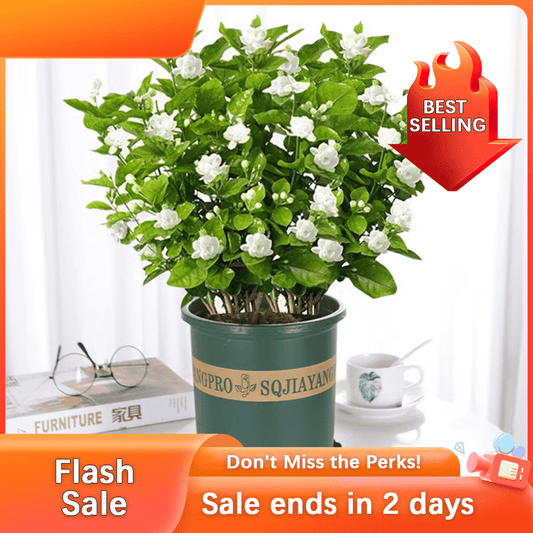 🏆55K+ SOLD! 🌿 Midnight Perfume Jasmine Seeds – Hardy, Year-Round Garden Beauty ✨🌸