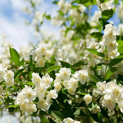 🏆55K+ SOLD! 🌿 Midnight Perfume Jasmine Seeds – Hardy, Year-Round Garden Beauty ✨🌸