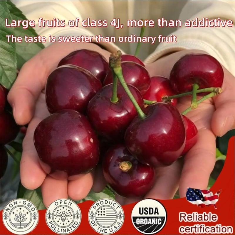 🏆75K+ SOLD! 🌳Cherry Tree Seeds – Delicious, Fresh Cherries Await!